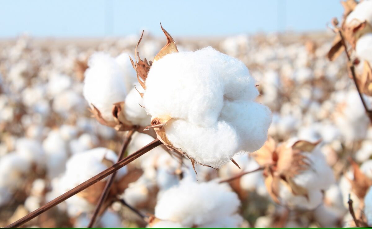 cotton