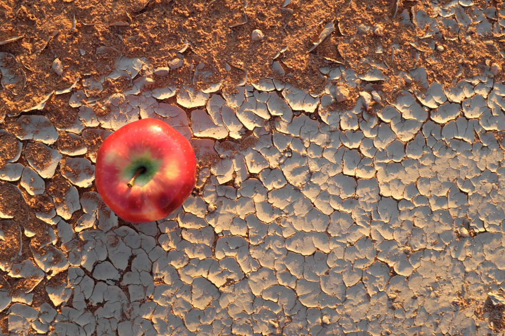 An apple on a dry and cracked desert soil. Food production, food insecurity, water supply shortage, hunger, drought, climate change and desertification concept.