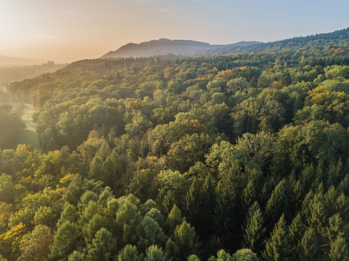 More than 80 leading non-profits have hit out at the use of carbon offsets to meet climate targets, highlighting key issues with the practice.