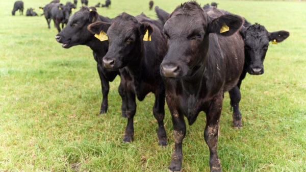 Sainsbury's cattle