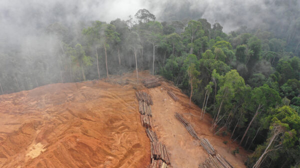 Deforestation. Aerial photo of logging in Malaysia rainforest. Carbon credits put 'forest communities’ at risk and needs to be replaced, suggests new research by UC Berkeley Carbon Trading Project.