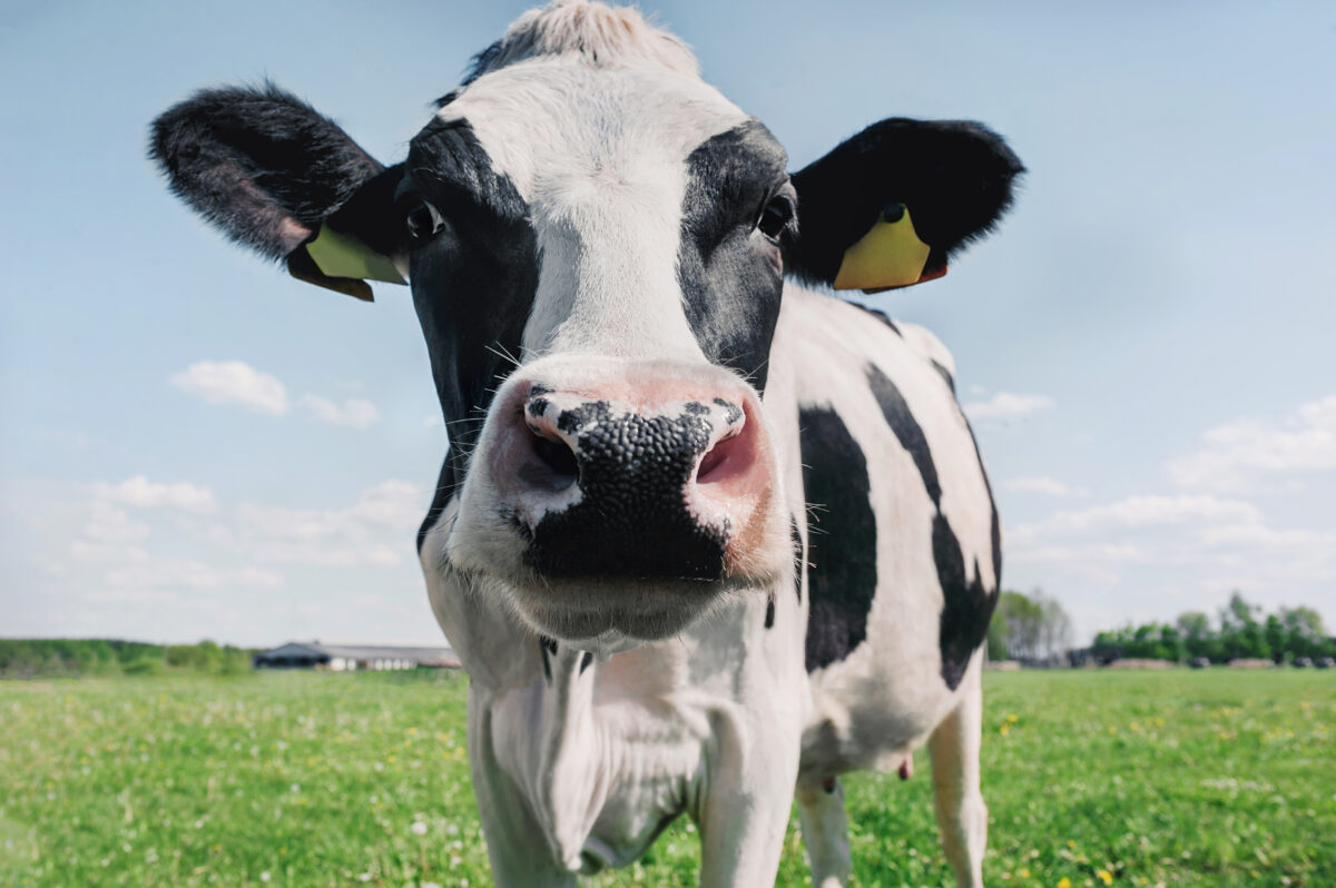 Defra will work with industry to reduce methane emissions in livestock, through using techniques like methane-suppressing feed products.