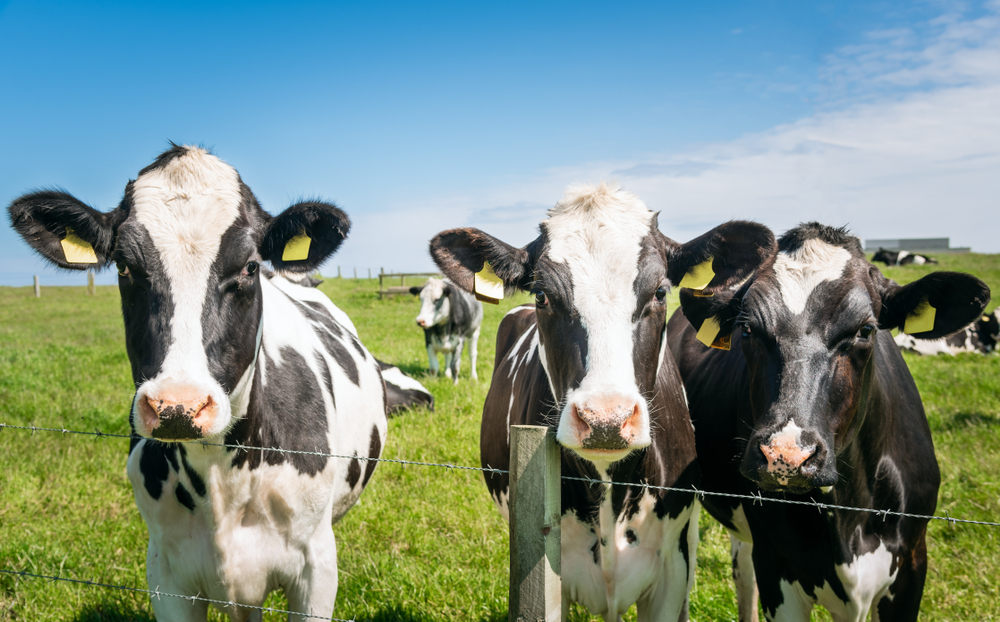 Curious Black and White Dairy Cows in a Fenced Grassy Field on a Sunny Summer Day