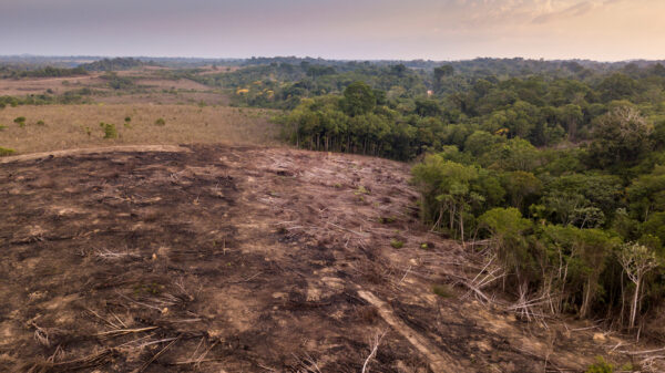 Drone aerial view of deforestation in the amazon rainforest. Trees cut and burned on illegally to open land for agriculture and livestock in the Jamanxim National Forest, Para, Brazil. Environment.