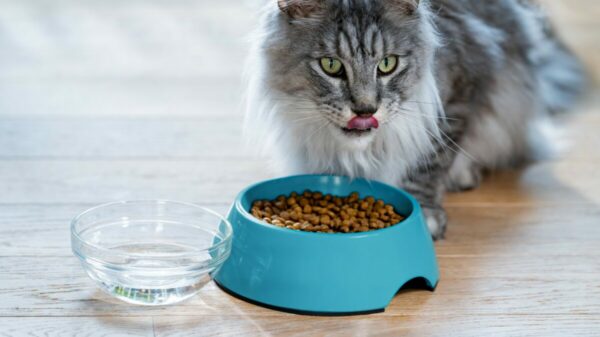 Purina Europe has announced its first carbon reduced pet food range, as its worka towards Nestlé's aim to cut carbon emissions by 50% by 2030.