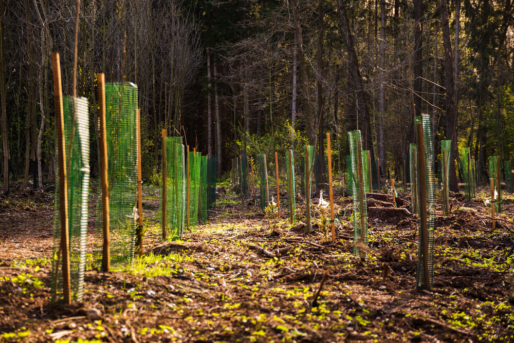 Newly planted trees in a row in forest tree-planting scheme