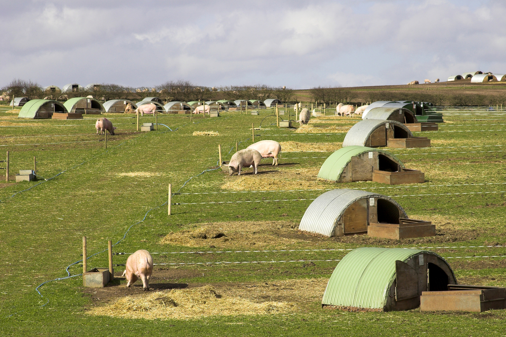 Pigs on uk farm Pilgrim's UK
