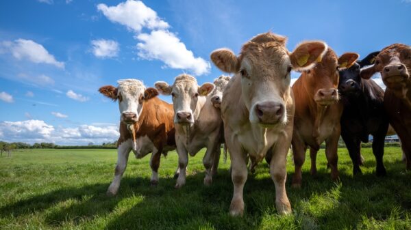 Group of cows Cows create methane which is harmful to the environment and causes global warming