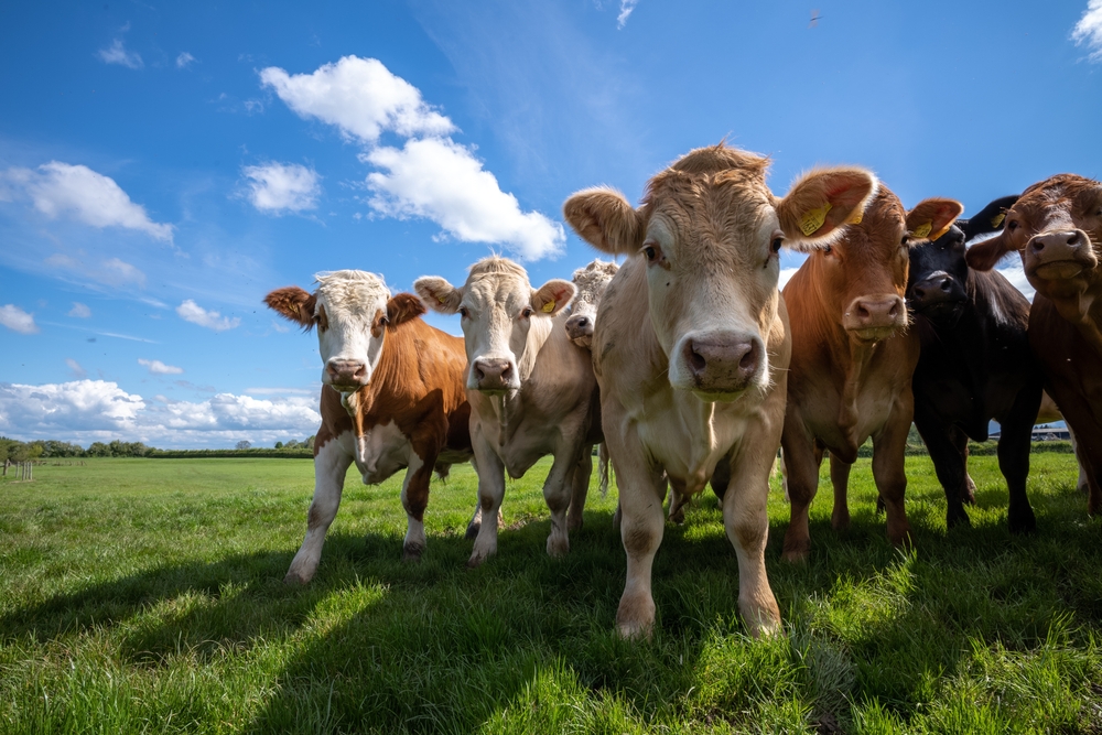 Group of cows Cows create methane which is harmful to the environment and causes global warming