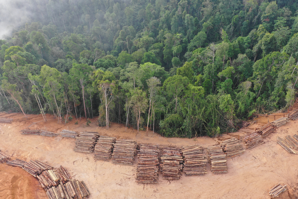 Citibank, JPMorgan Chase, Itaú Unibanco, Santander and Bank of America - are “greenwashing” their roles in destroying the Amazon.