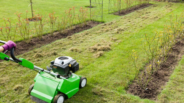 Woman scarifying a garden lawn with a scarifier. Scarification of turf, a spring garden maintenance job in England, UK. green jobs concept
