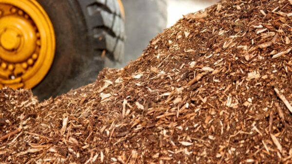 Biomass fuel for combustion in a thermal power plant. A pile of wood chips, in the background a part of a yellow large wheel of a loader for its transport. Solid Biomass energy source."