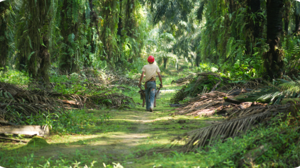 Sainsbury's, M&S, Co-op and John Lewis have been named the front runners of UK retailers in WWF's sustainable palm oil rankings.