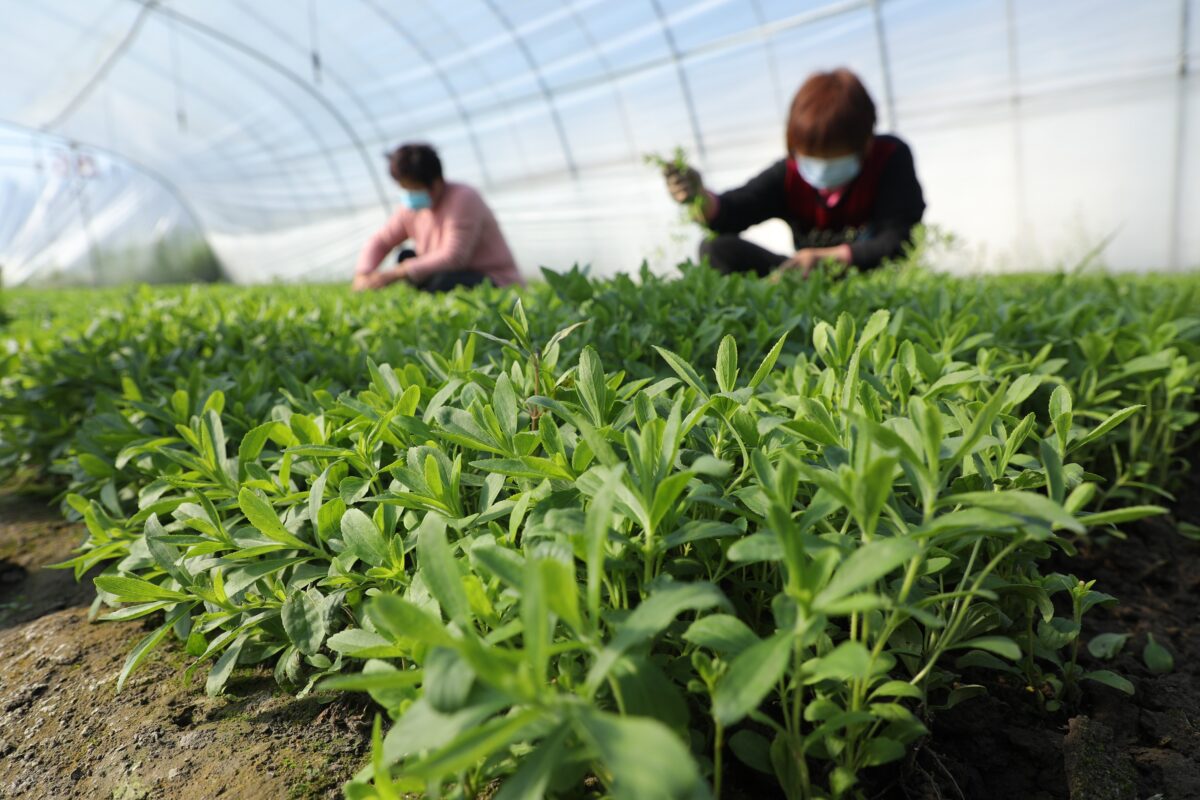 Tate & Lyle says it is “committed to being a leader in climate action” after disclosing new greenhouse gas (GHG) emissions reduction targets.